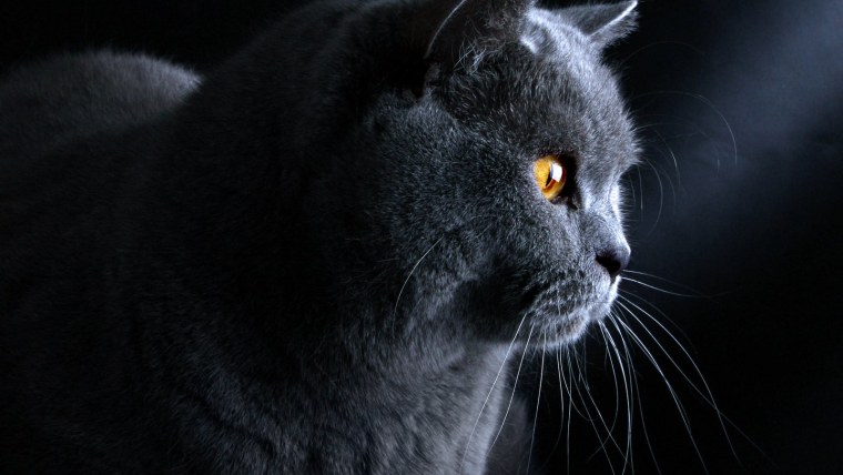 Британская кошка