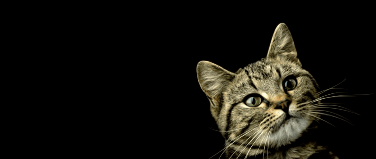 Кошка на темном фоне