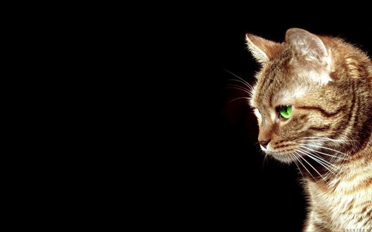 Коты на однотонном фоне