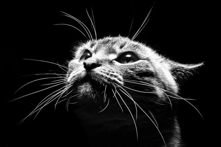 Кот на черно белом фоне