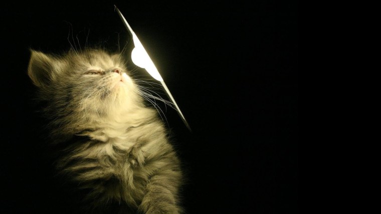 Кот и электричество