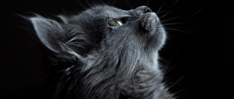 Кошка на черном фоне