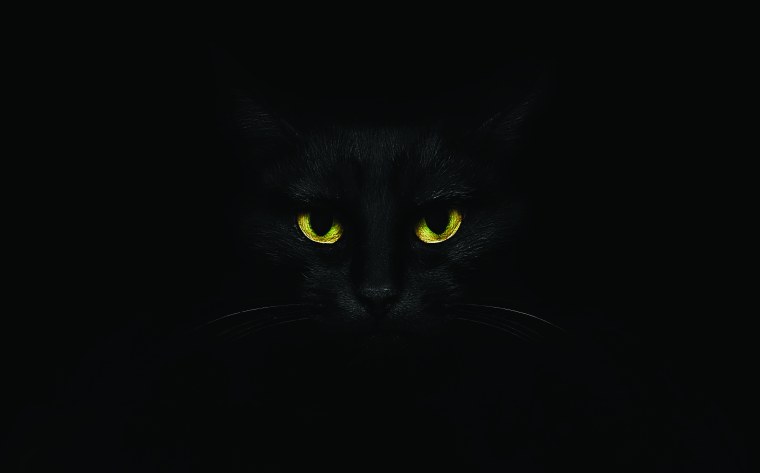 Черный кот на черном фоне