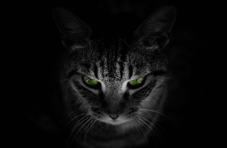 Кошачьи глаза на черном фоне