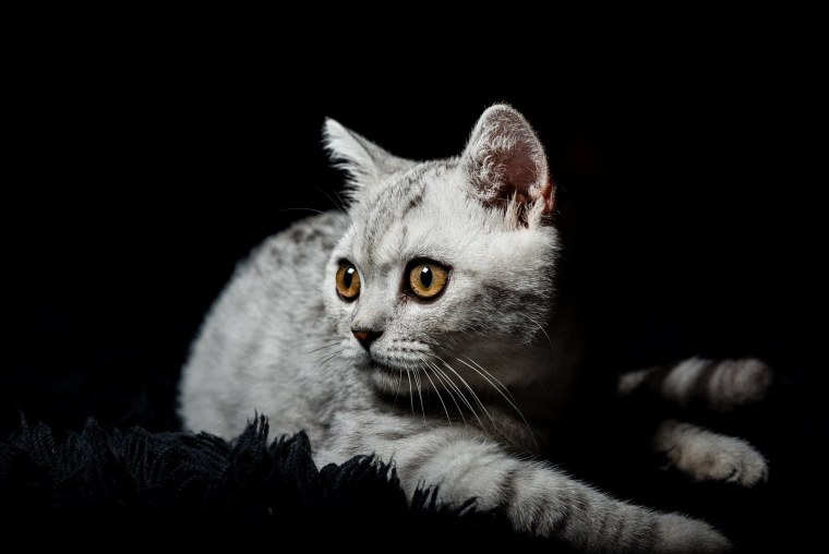 Красивые коты на черном фоне