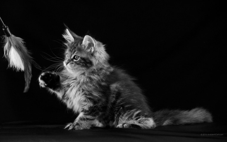 Котик на темном фоне