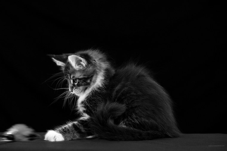 Котенок на черном фоне