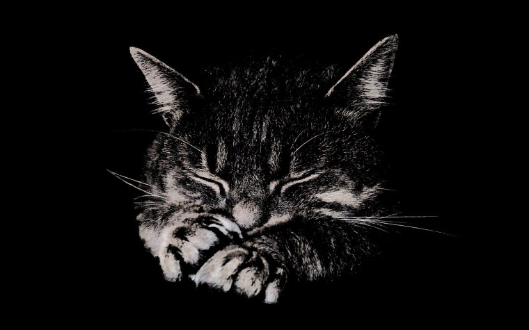 Котик на черном фоне