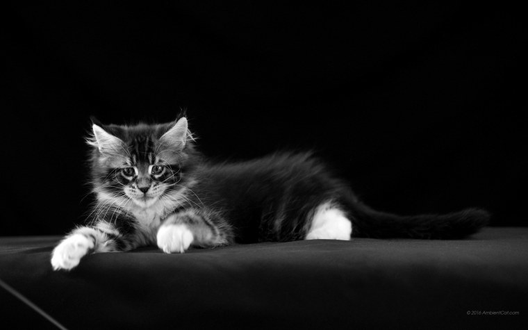 Кошка на темном фоне