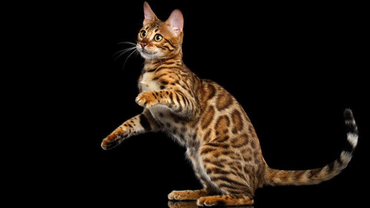 Кот бенгал черный