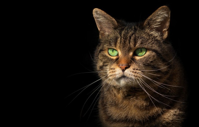 Обои на рабочий стол коты