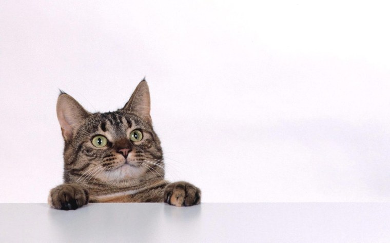 Коты на однотонном фоне