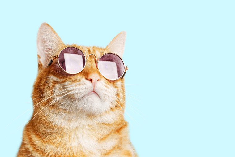 Котик в очках на оранжевом фоне