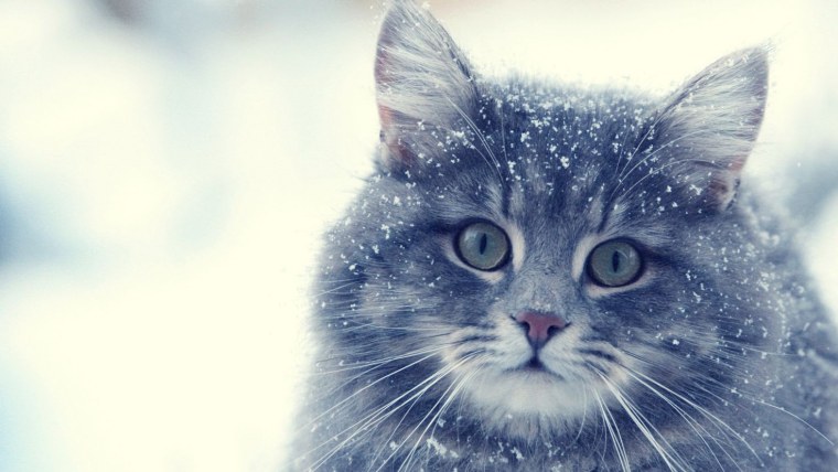 Кошки зимой
