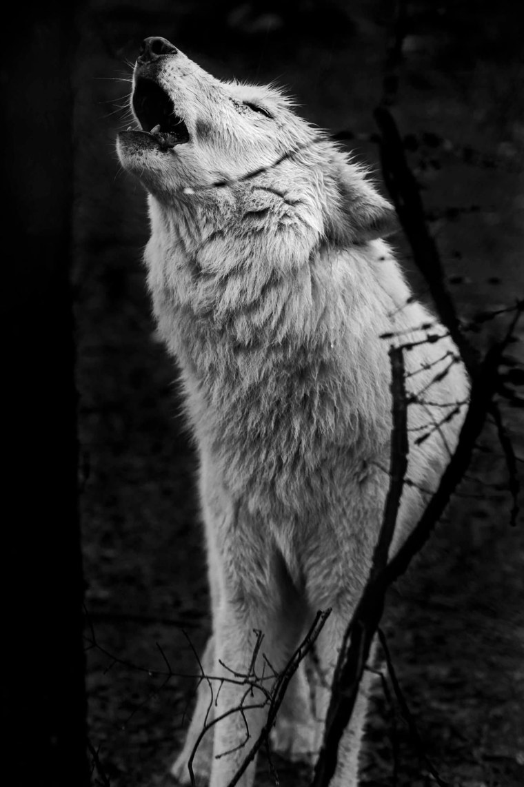 Мудрость волка цитаты