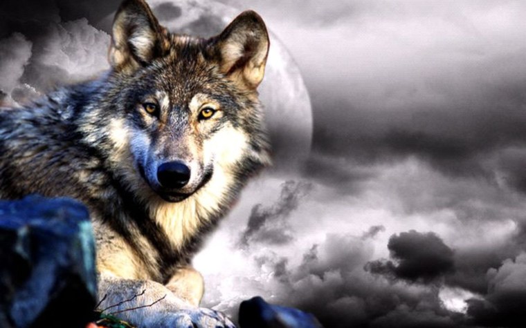 Волк одиночка на аву