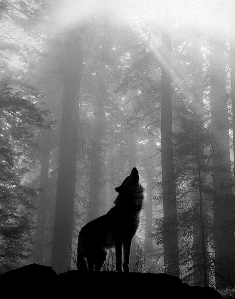 Красивый волк