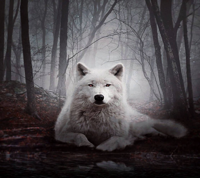 Lone Wolf одинокий волк