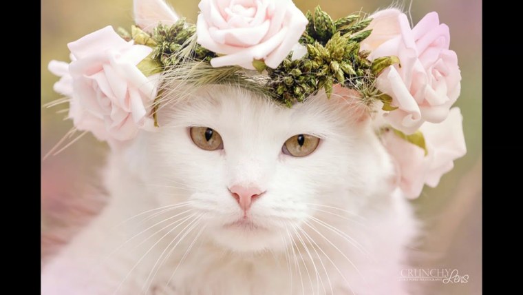 Котенок с цветочком