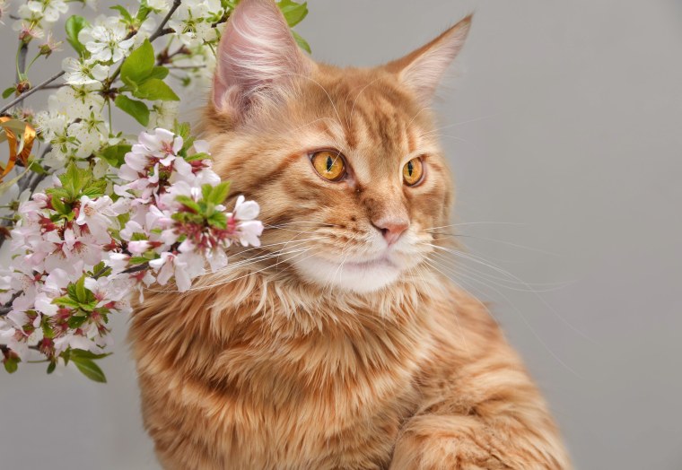 Котенок и Весна