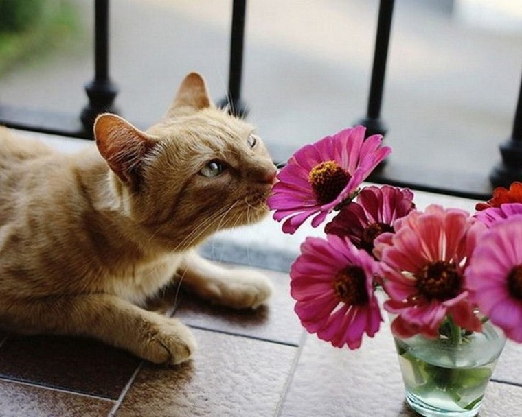 Цветы и животные