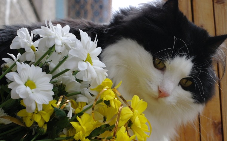 Кошка с венком на голове