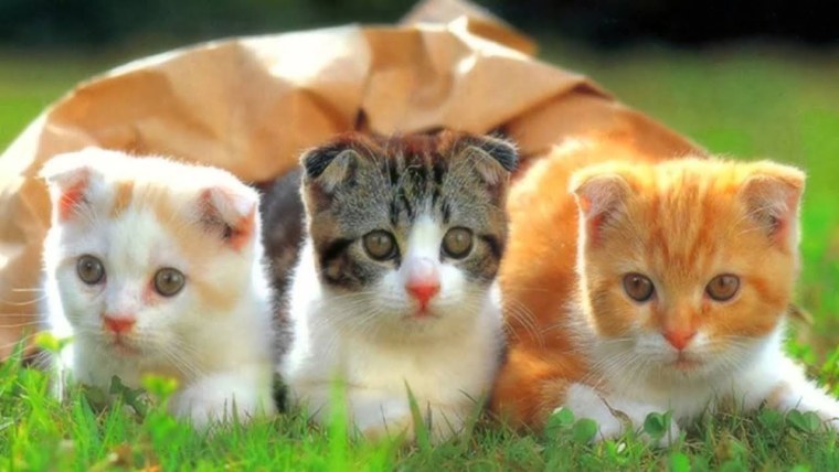 Смешные котята