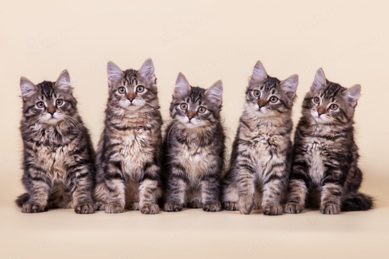 Много котят