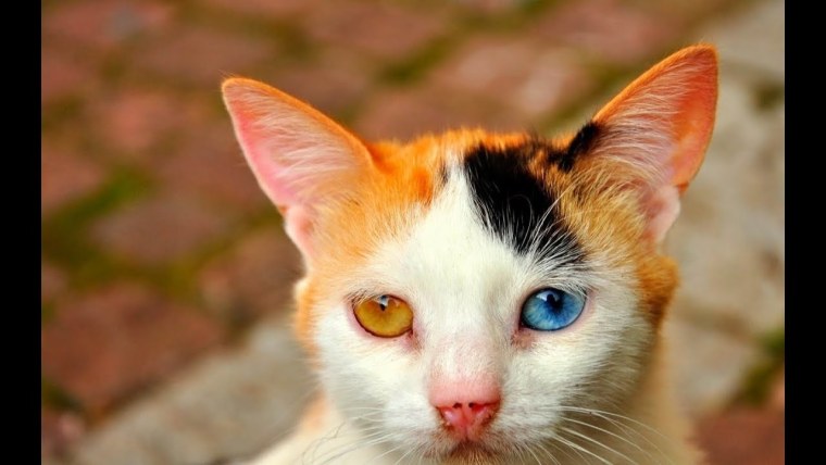 Гетерохромия у котят
