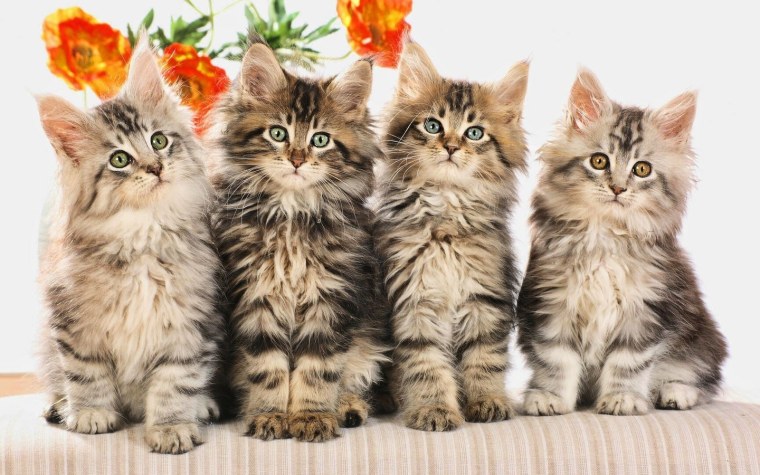 Четыре котенка