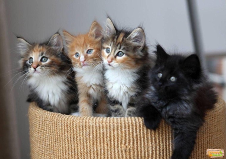 Котята разных расцветок
