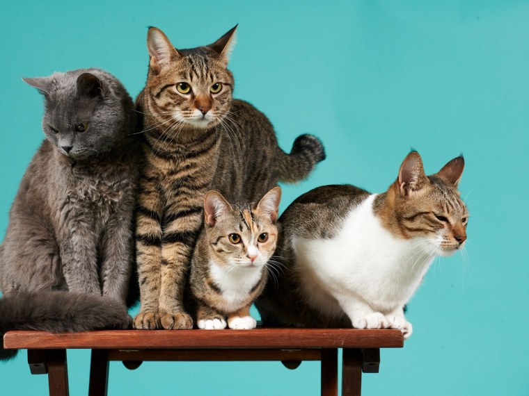 Три кошки