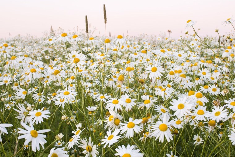 Ромашковое поле в Подмосковье