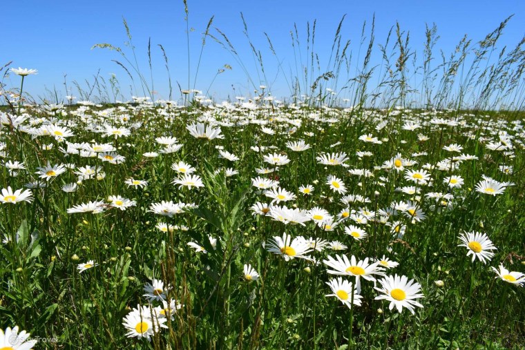 Поляна ромашек