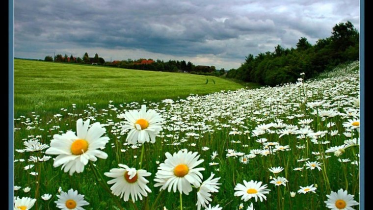 Ромашковое поле картинки