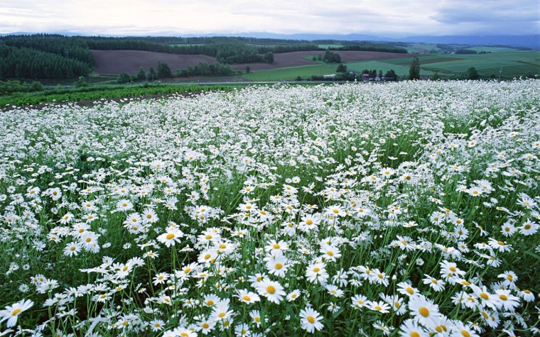 Ромашковая Поляна Абинский район