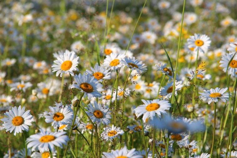 Ромашковое поле картинки