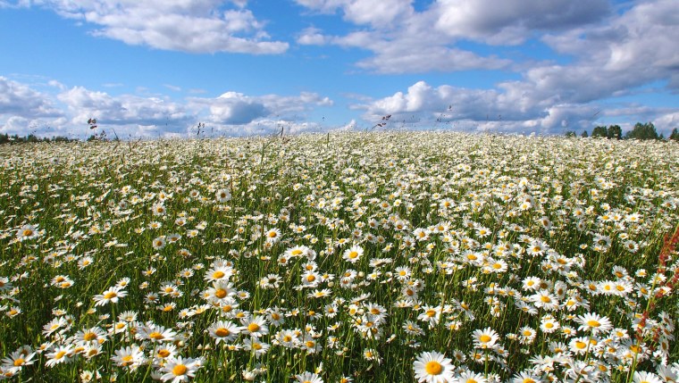 Ромашковое поле Россия