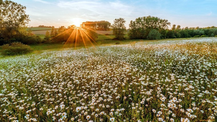 Ромашковое поле