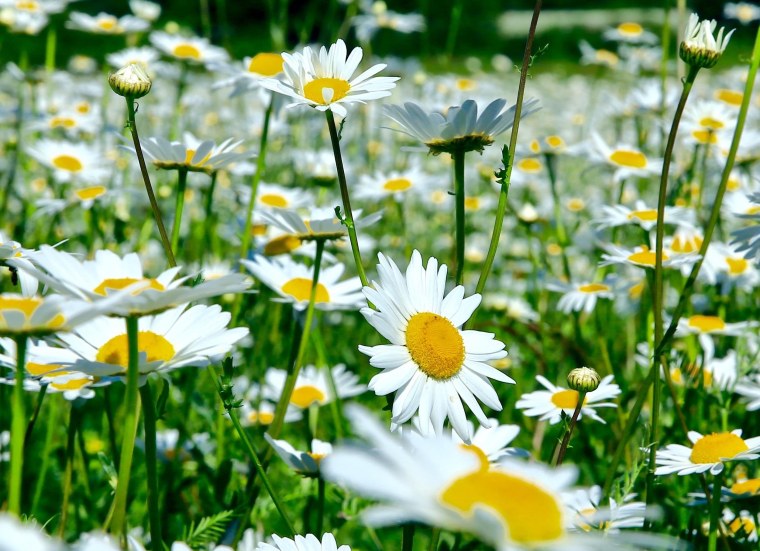 Цветы Ромашковое поле