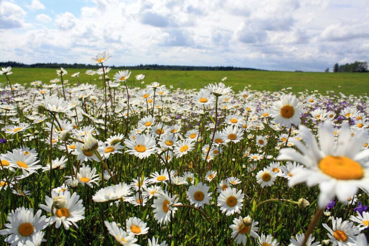 Русское поле ромашки