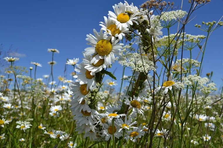 Поле ромашек