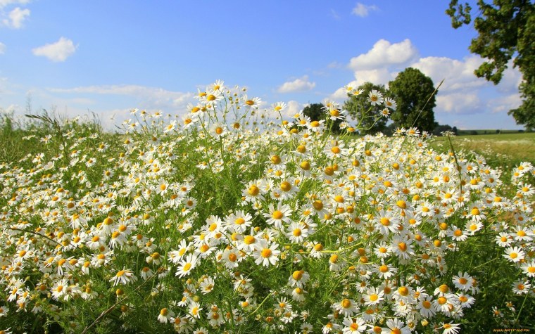 Ромашковое поле Симферопольский район