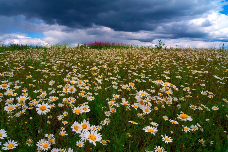 Ромашковое поле Наро-Фоминск