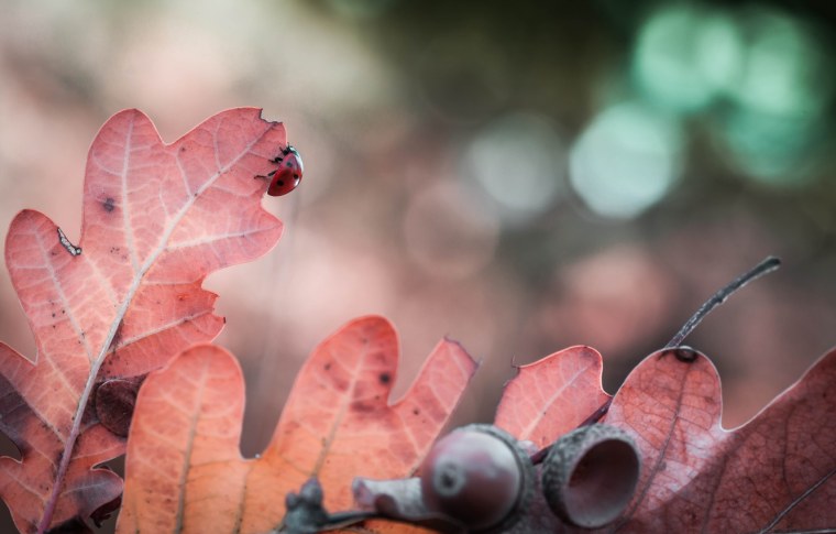 Осень Макросъемка