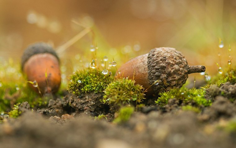 Обои на рабочий стол осень макро