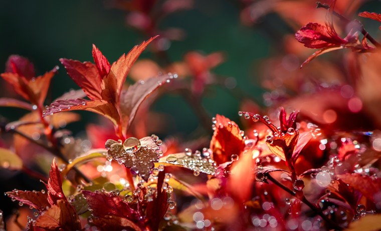 Осень природа макро