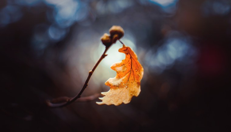 Осень макро