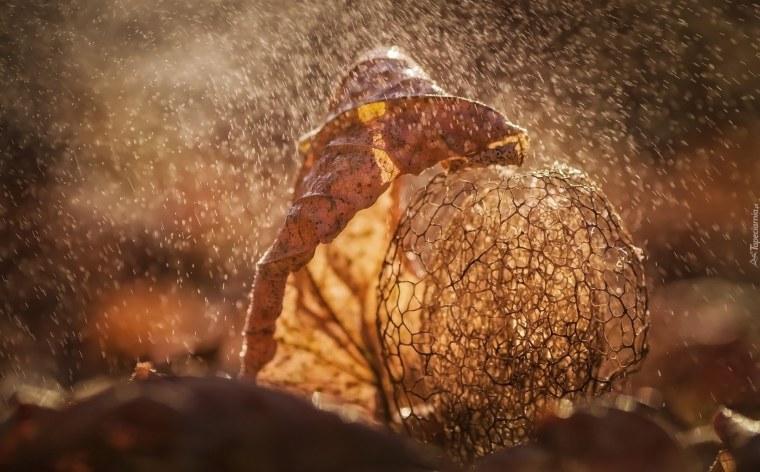 Осень Макросъемка