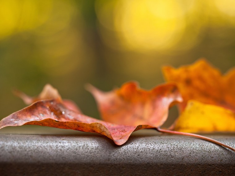 Желуди красивые макро